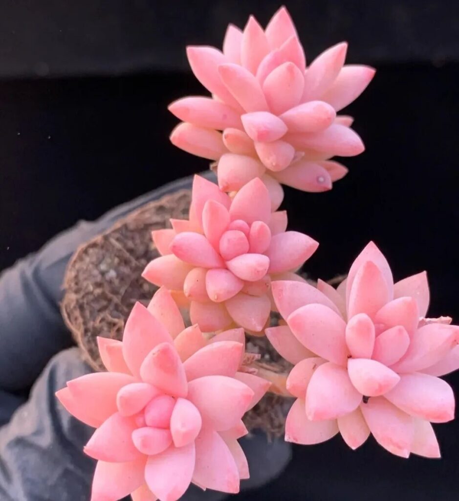 100 beautiful succulent varieties for easy indoor care