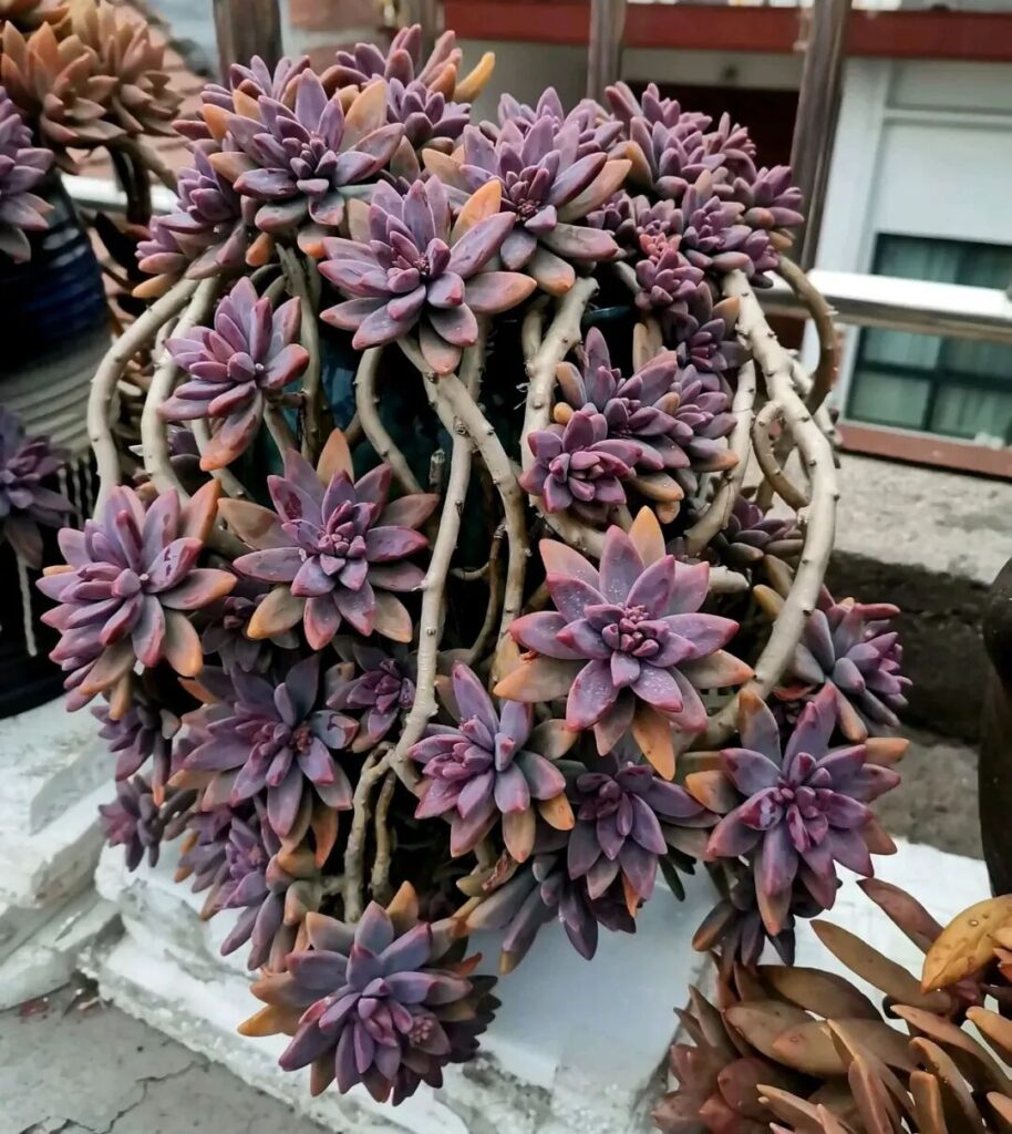 100 beautiful succulent varieties for easy indoor care