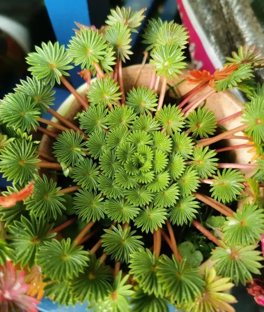 100 beautiful succulent varieties for easy indoor care
