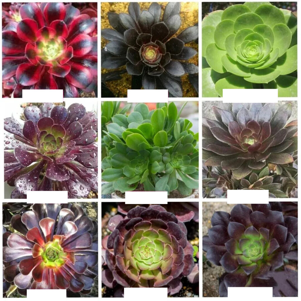100 beautiful succulent varieties for easy indoor care