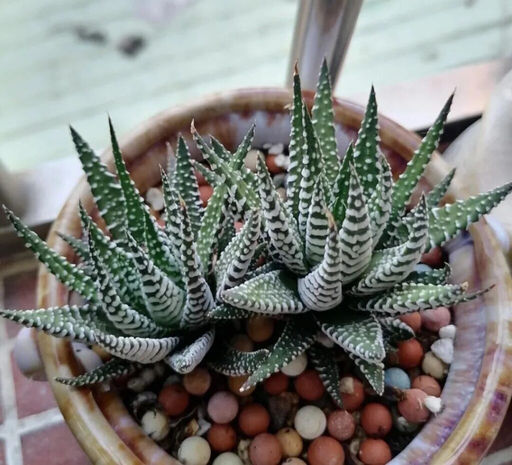 100 beautiful succulent varieties for easy indoor care