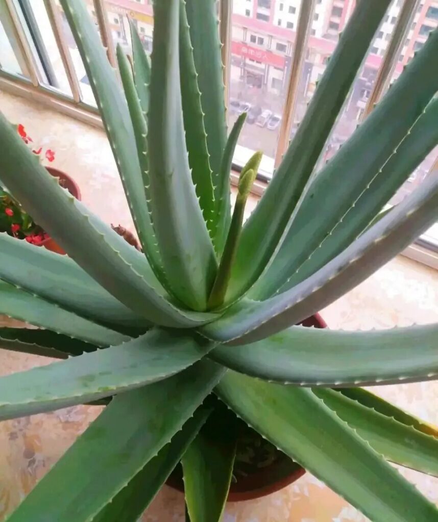 100 beautiful succulent varieties for easy indoor care