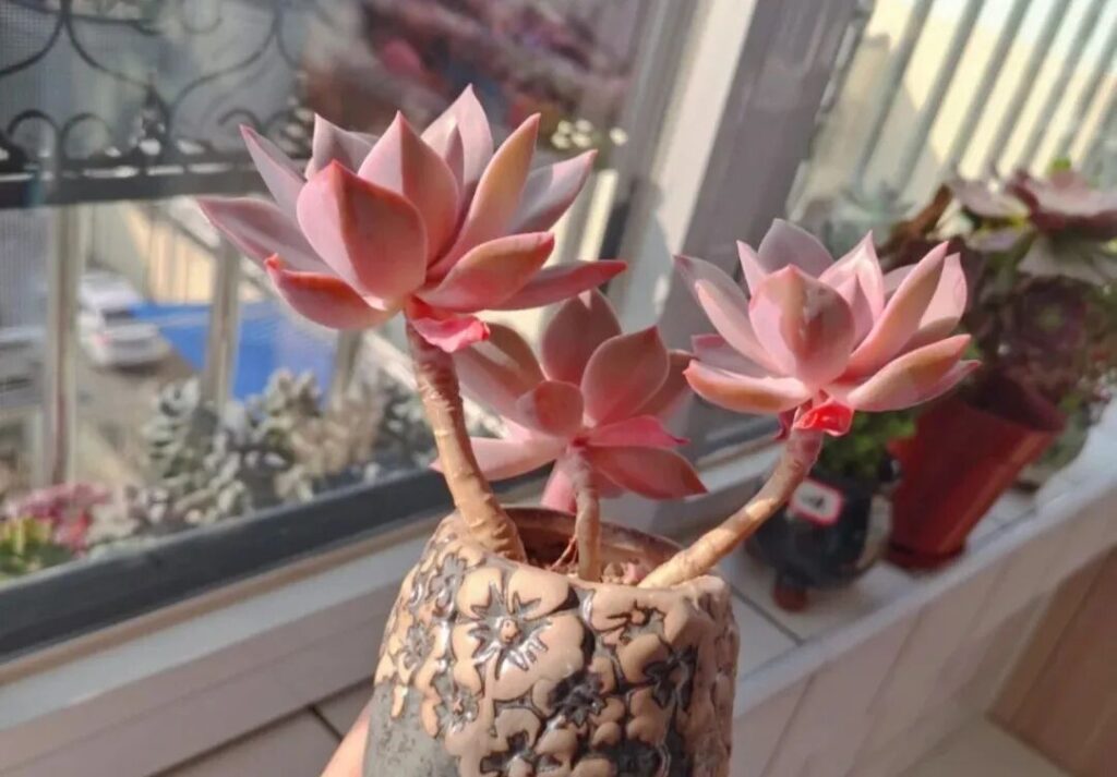 100 beautiful succulent varieties for easy indoor care
