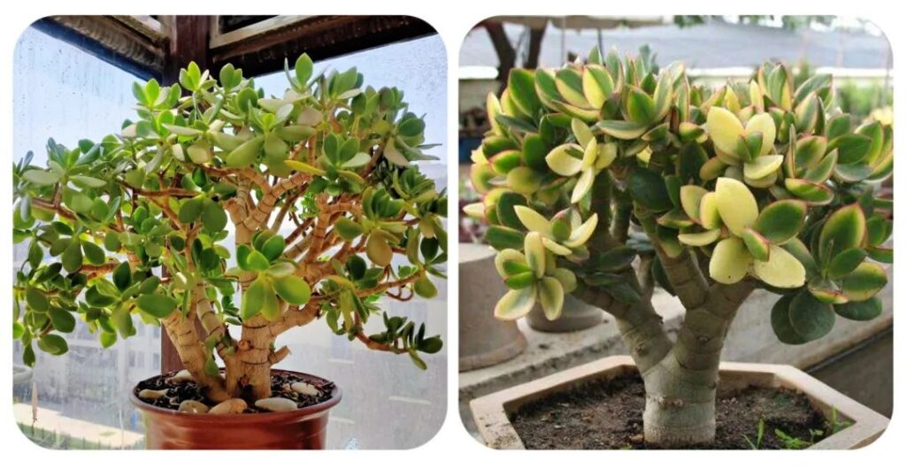 100 beautiful succulent varieties for easy indoor care