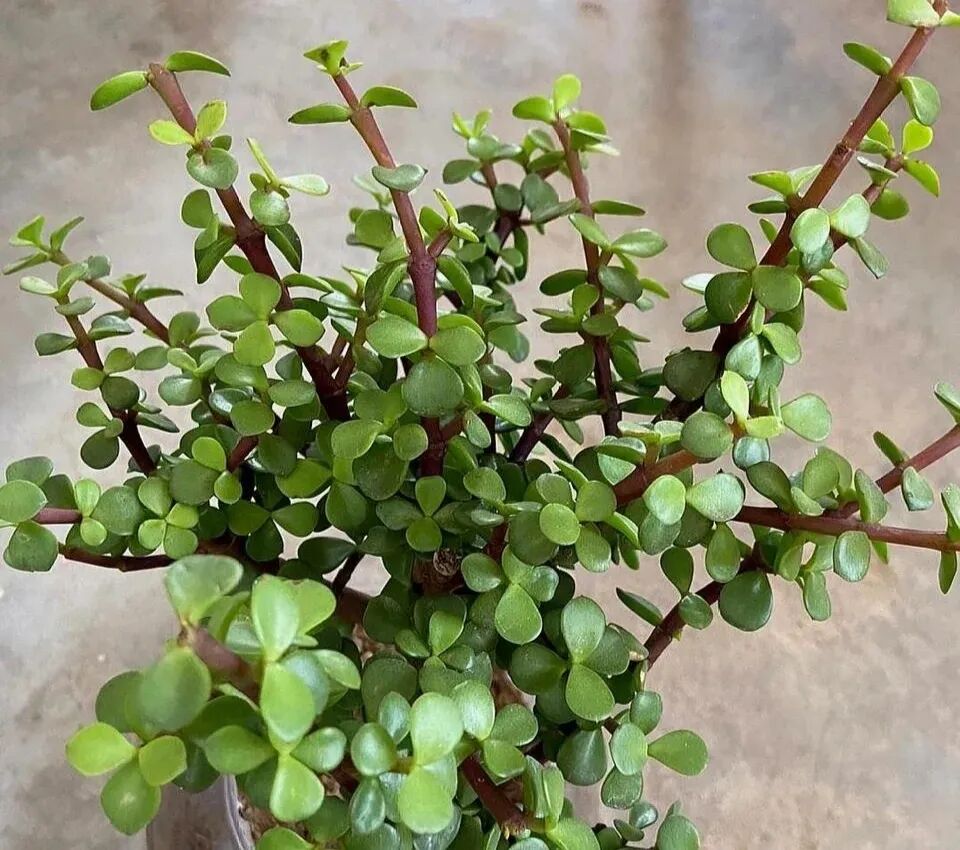 100 beautiful succulent varieties for easy indoor care