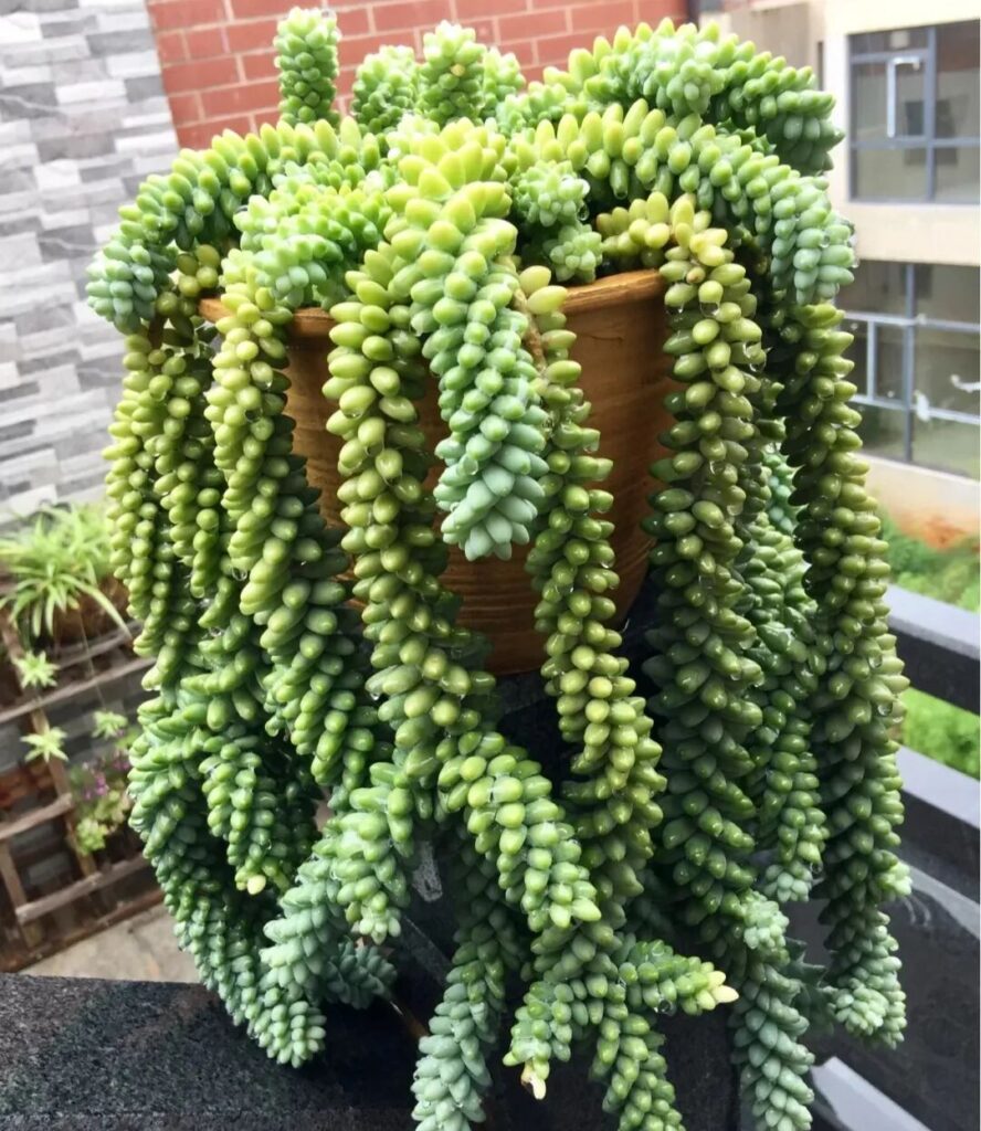 100 beautiful succulent varieties for easy indoor care