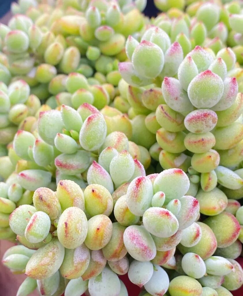 100 beautiful succulent varieties for easy indoor care