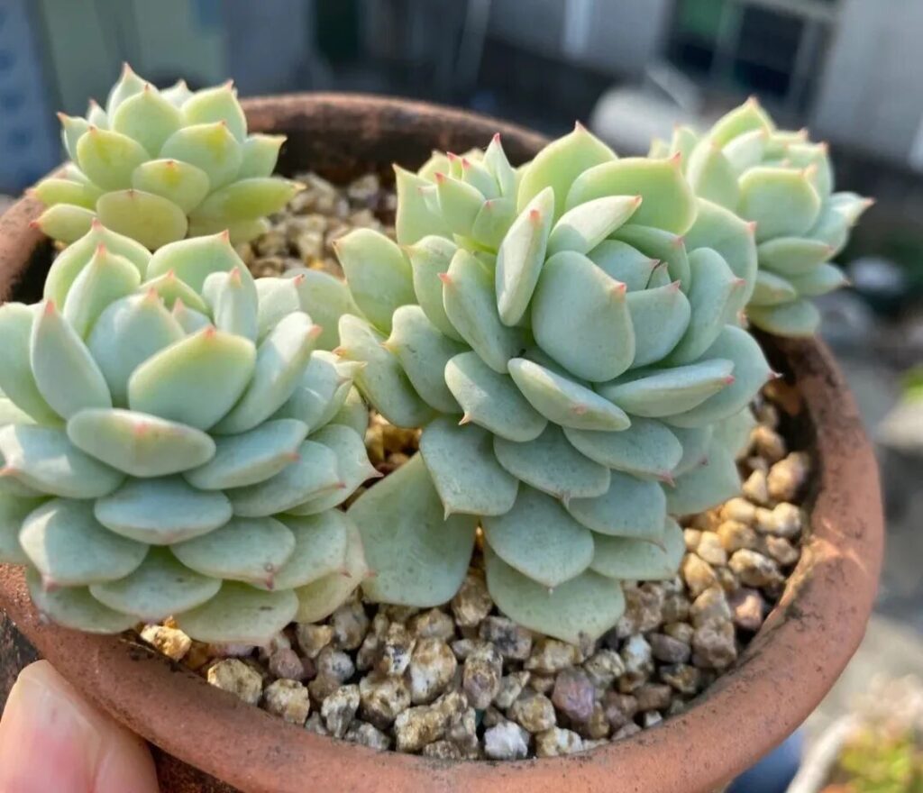 100 beautiful succulent varieties for easy indoor care