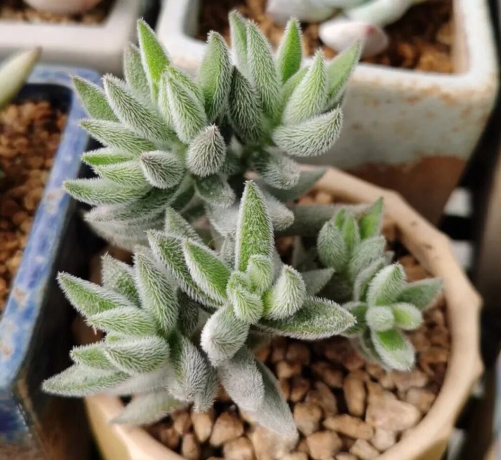 100 beautiful succulent varieties for easy indoor care
