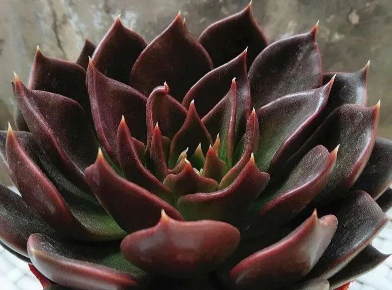100 beautiful succulent varieties for easy indoor care