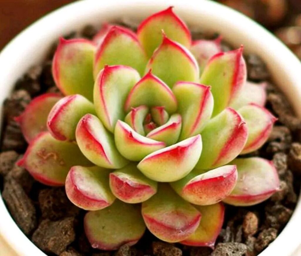 100 beautiful succulent varieties for easy indoor care