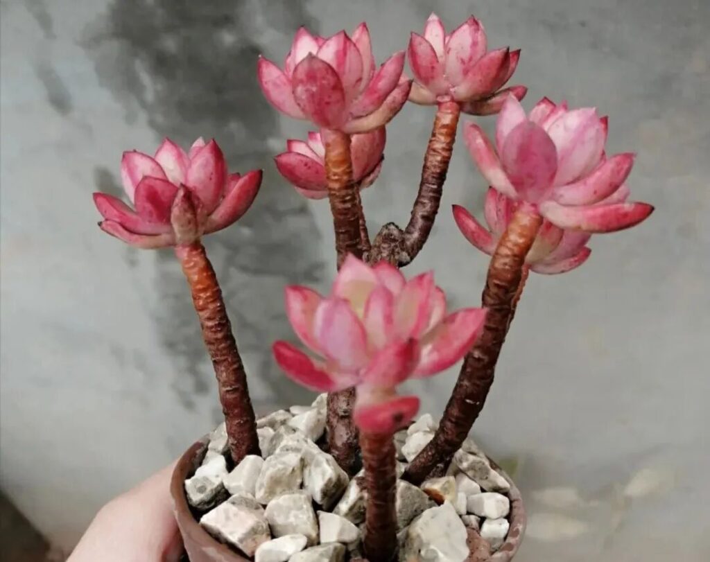 100 beautiful succulent varieties for easy indoor care