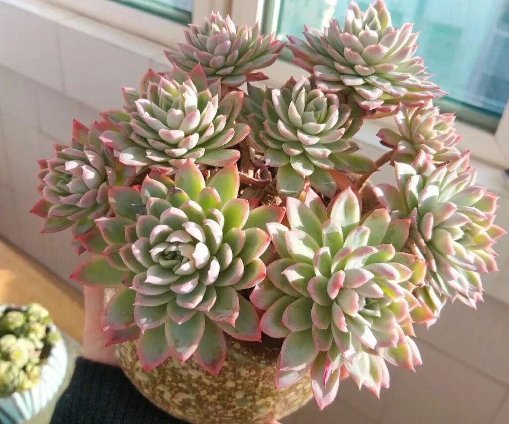 100 beautiful succulent varieties for easy indoor care