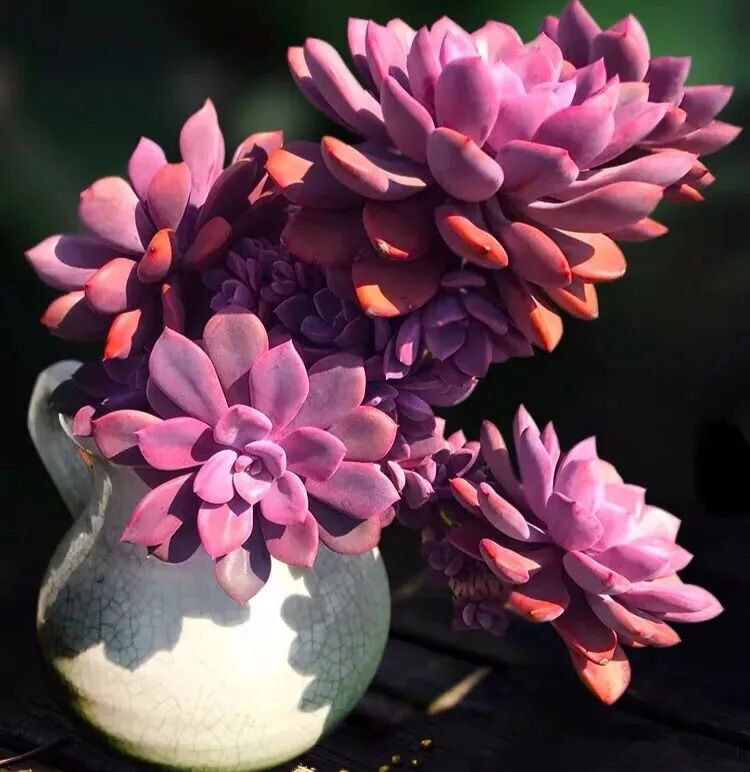 100 beautiful succulent varieties for easy indoor care