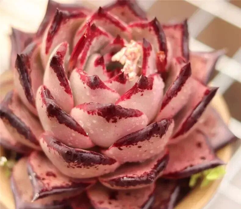 100 beautiful succulent varieties for easy indoor care