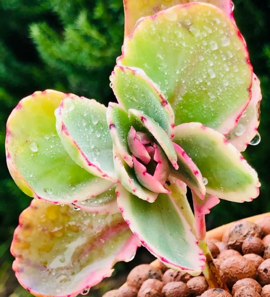 100 beautiful succulent varieties for easy indoor care