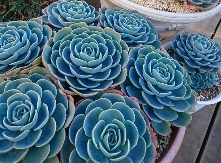 100 beautiful succulent varieties for easy indoor care