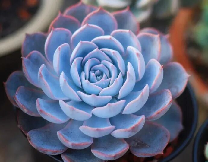 100 beautiful succulent varieties for easy indoor care
