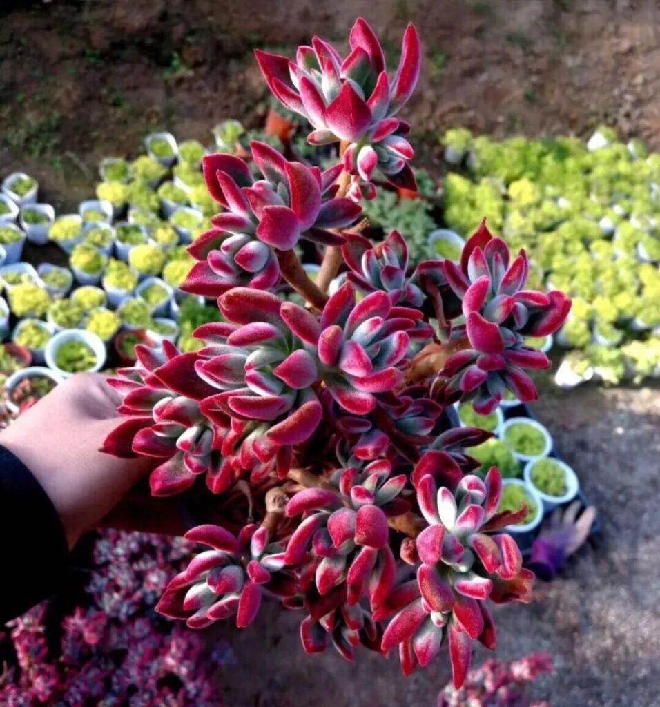 100 beautiful succulent varieties for easy indoor care