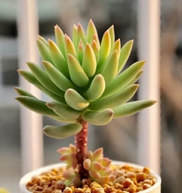 100 beautiful succulent varieties for easy indoor care