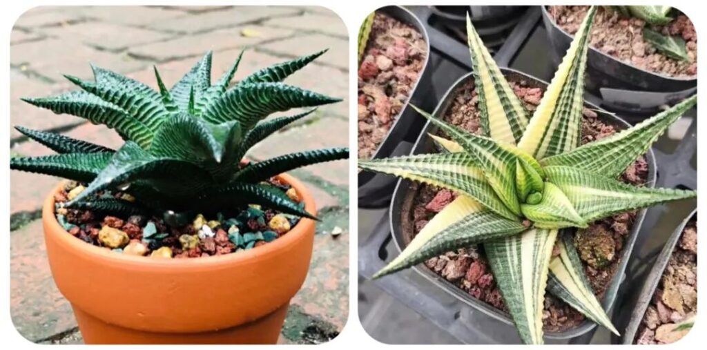 100 beautiful succulent varieties for easy indoor care