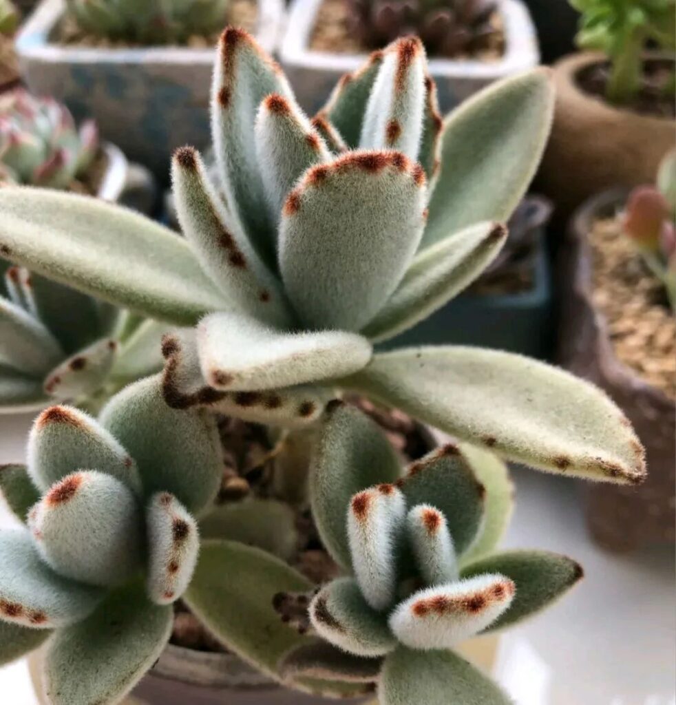100 beautiful succulent varieties for easy indoor care
