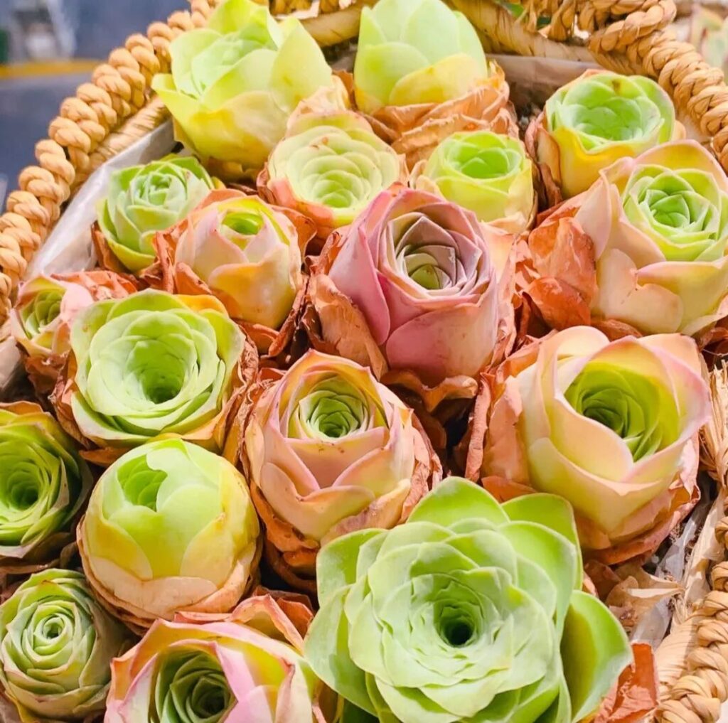 100 beautiful succulent varieties for easy indoor care