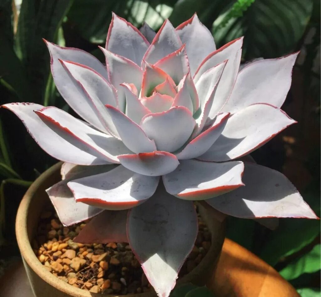 100 beautiful succulent varieties for easy indoor care