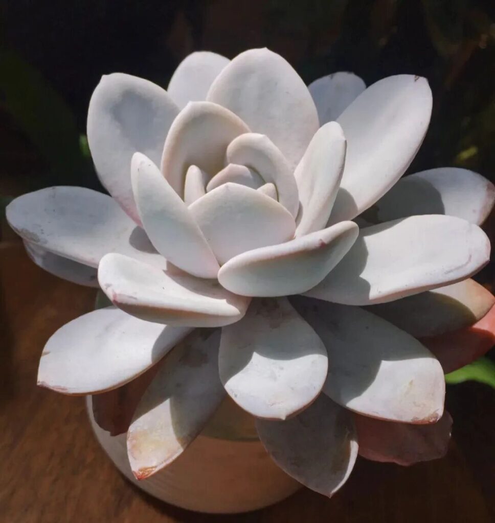 100 beautiful succulent varieties for easy indoor care