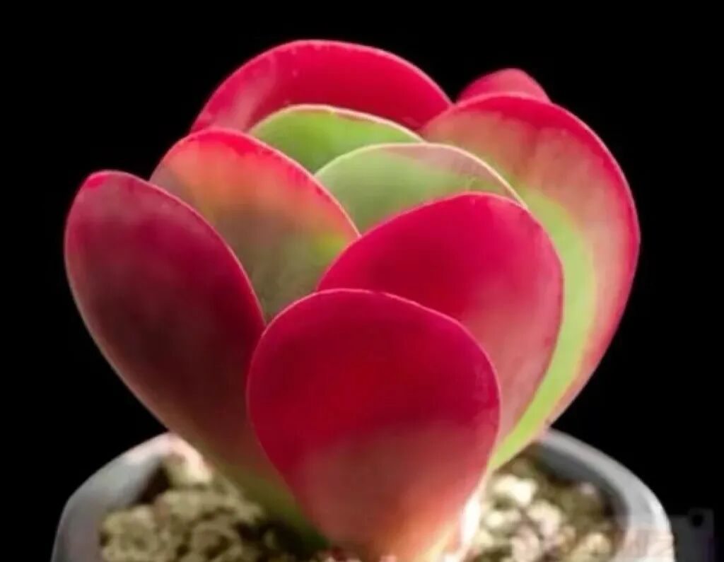 100 beautiful succulent varieties for easy indoor care