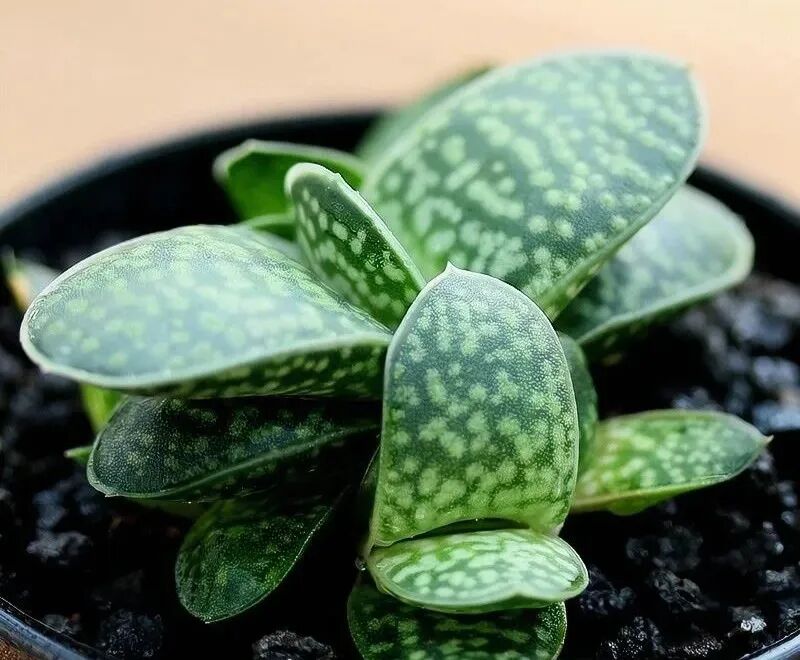 100 beautiful succulent varieties for easy indoor care