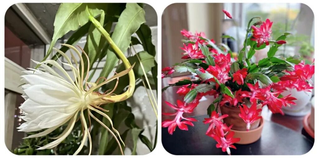 100 beautiful succulent varieties for easy indoor care