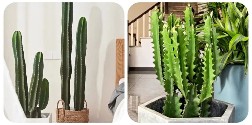 100 beautiful succulent varieties for easy indoor care