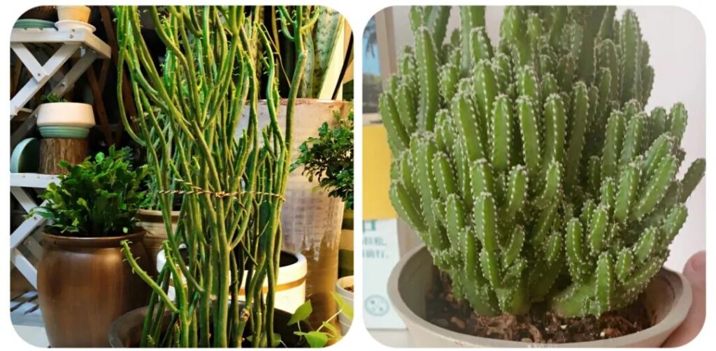 100 beautiful succulent varieties for easy indoor care