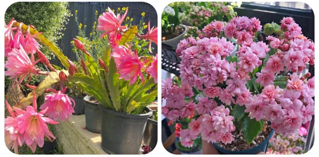 100 beautiful succulent varieties for easy indoor care