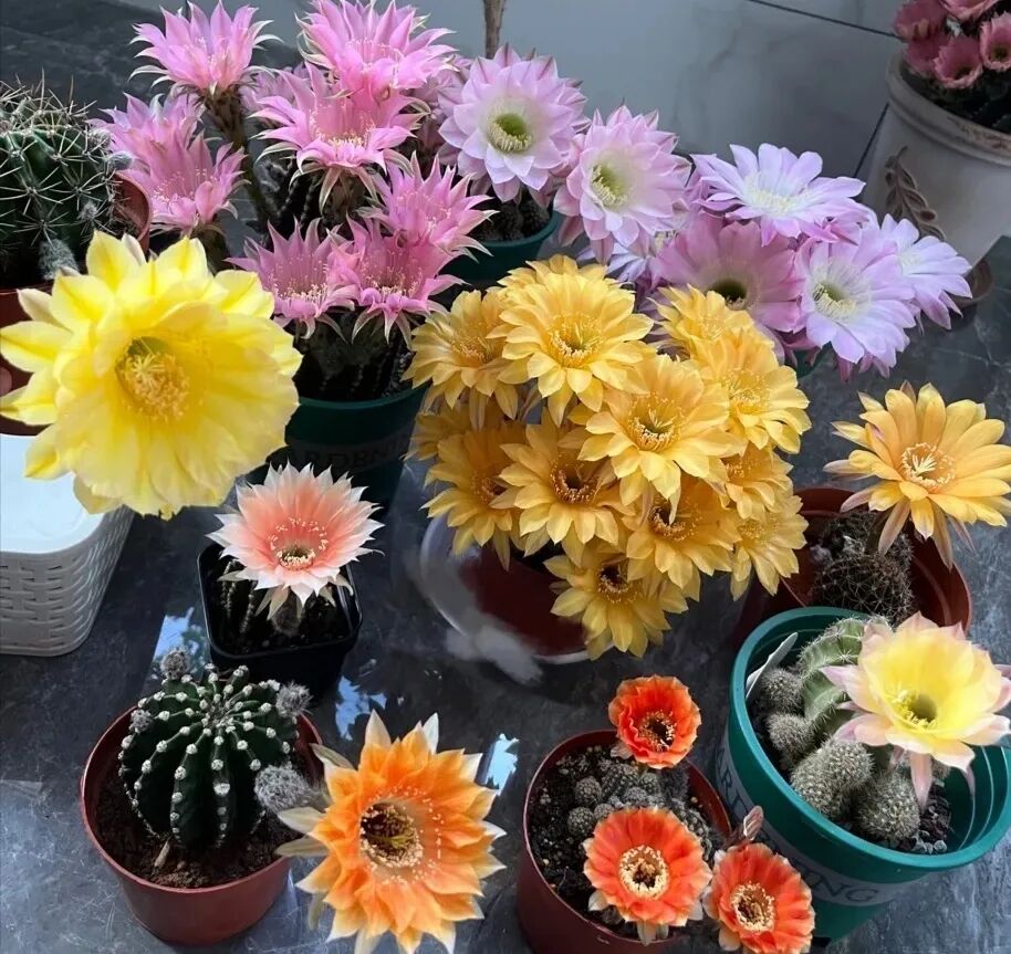100 beautiful succulent varieties for easy indoor care