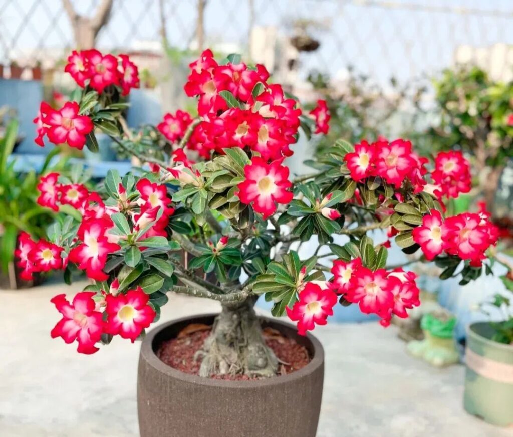 100 beautiful succulent varieties for easy indoor care