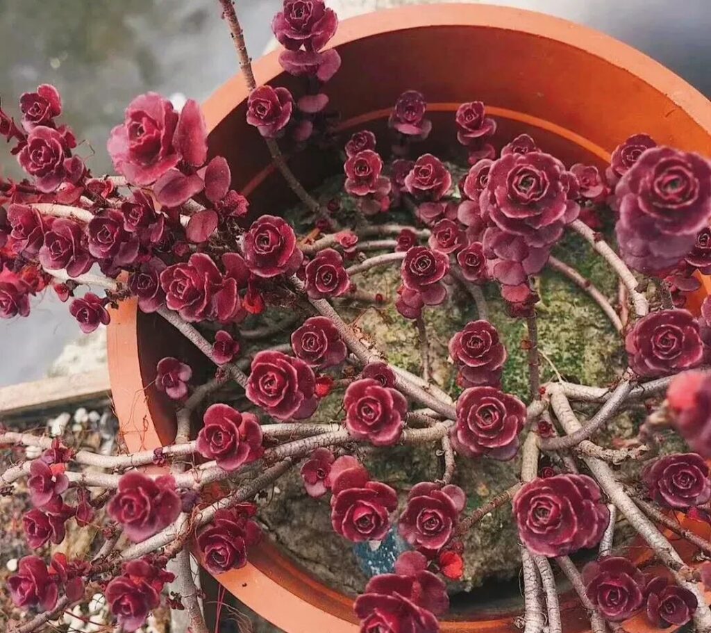 100 beautiful succulent varieties for easy indoor care