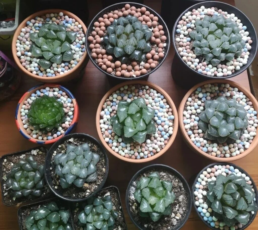 100 beautiful succulent varieties for easy indoor care