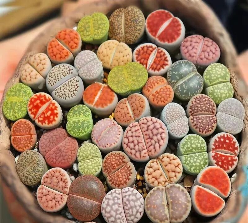 100 beautiful succulent varieties for easy indoor care