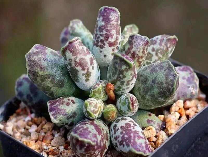 100 beautiful succulent varieties for easy indoor care
