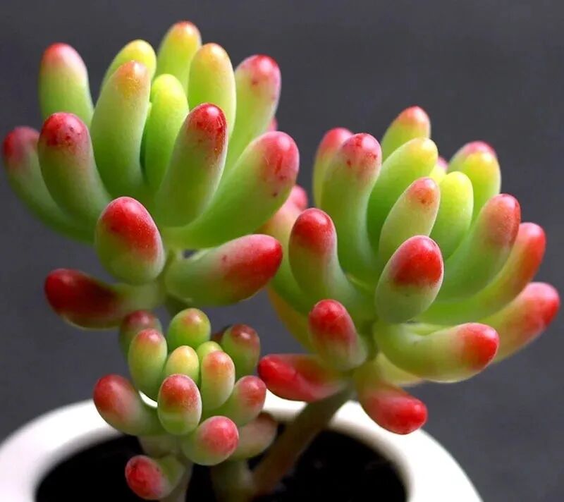 100 beautiful succulent varieties for easy indoor care