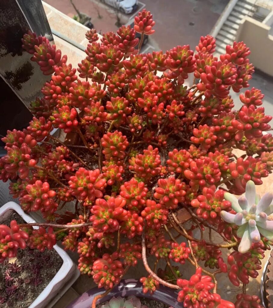 100 beautiful succulent varieties for easy indoor care