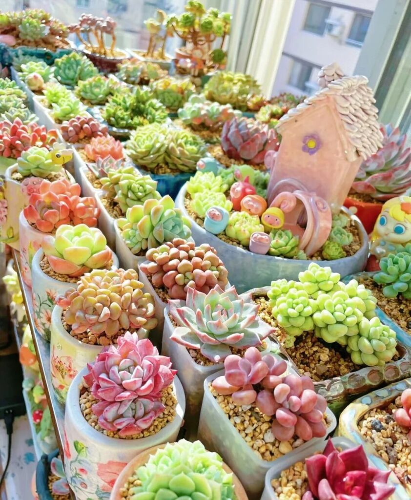 100 beautiful succulent varieties for easy indoor care
