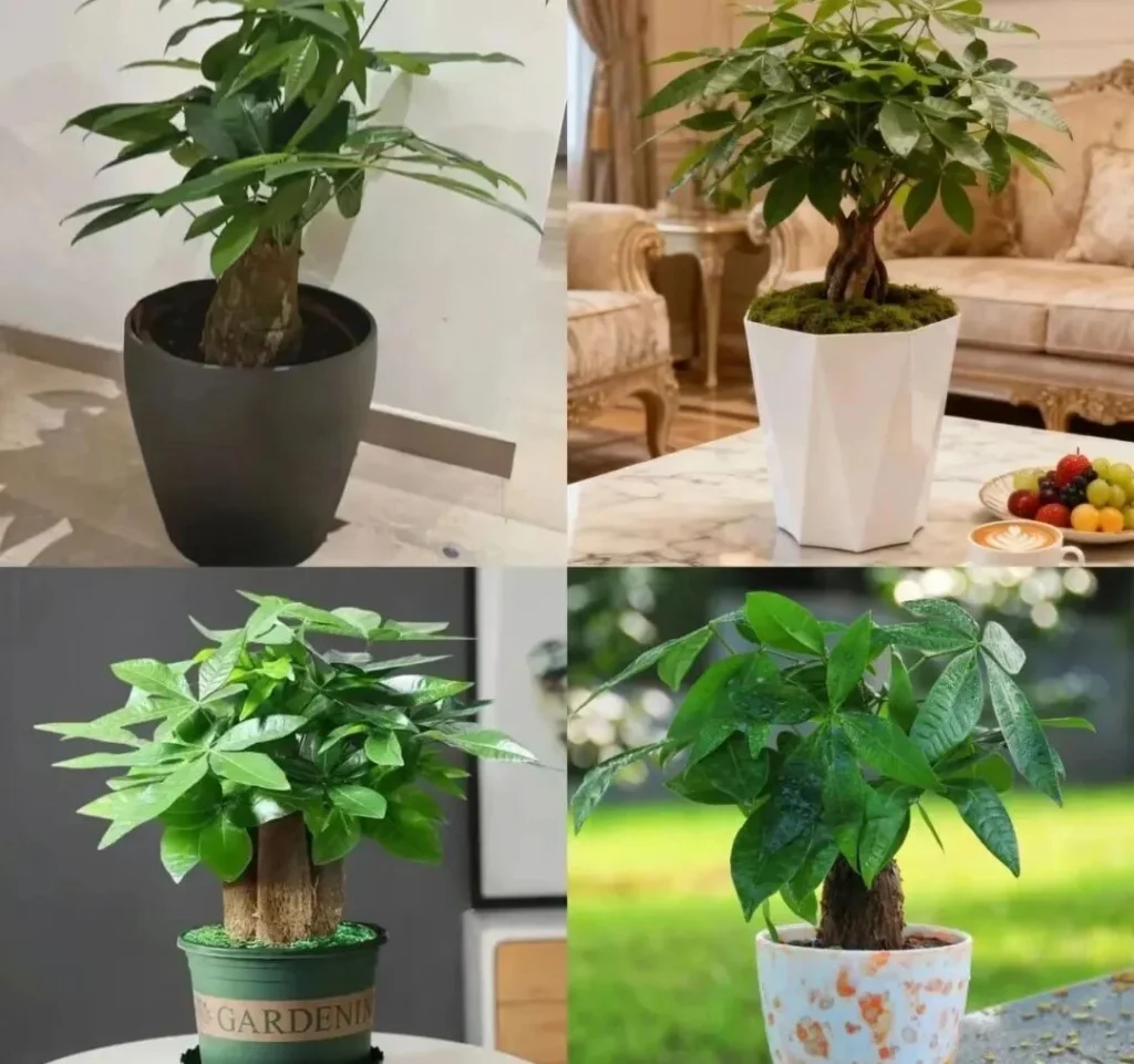 how to choose feng shui plant pots for your home
