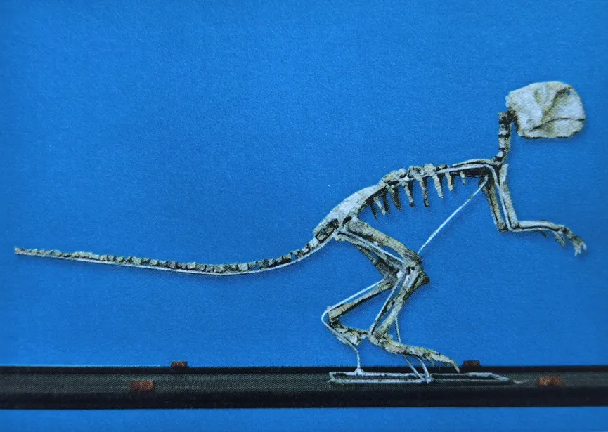 Small Psittacosaurus dinosaur skeleton fossil on blue background