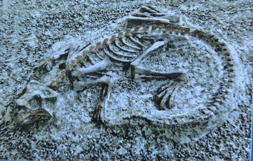 Fossilized skeleton of a small dinosaur embedded in rock