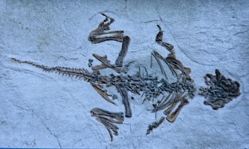 Dinosaur skeleton fossil preserved in flat stone slab