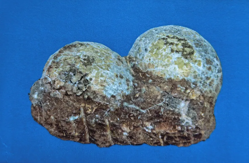Two fossilized dinosaur eggs attached to rock matrix