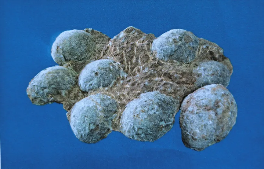 Cluster of multiple fossilized dinosaur eggs in rock
